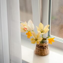 De mooiste planten voor een gezellig interieur